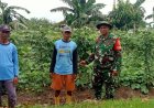 Babinsa Koramil 03/Wonosalam Komsos Dengan Petani, Sebagai Wujud Kepedulian Guna Meningkatkan Hasil Pertanian