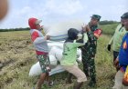 Babinsa Bantu Petani Panen Padi, Wujud Meningkatkan Ketahanan Pangan